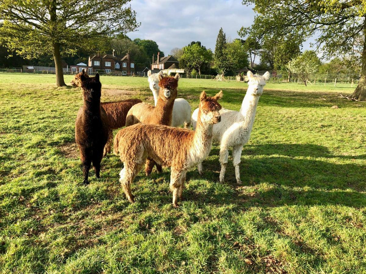 Bewl Rookery B&B Wadhurst Esterno foto